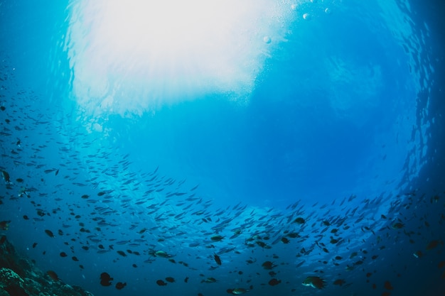 Shoal of Goatfish on coral reef