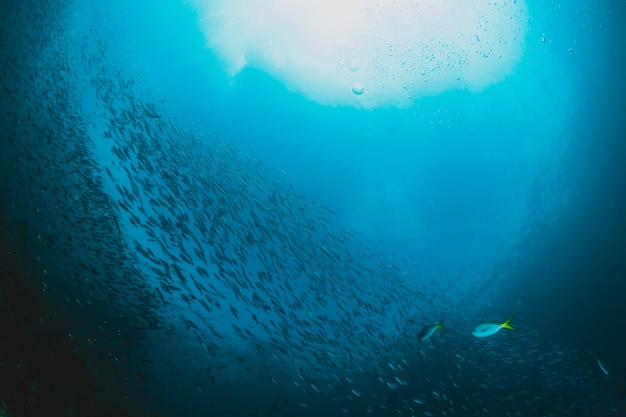 Shoal of sardines under water,