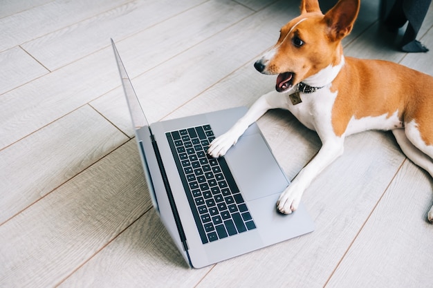 Shocked funny Basenji dog with open mouth looking on laptop computer display.