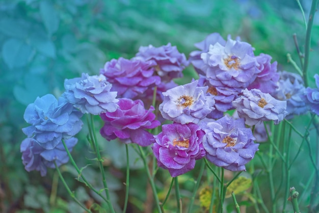 Shocking Blue rose flowers in the garden