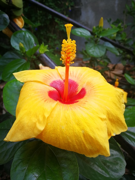 Shoe Flower, Hibiscus, Chinese rose or paper rose