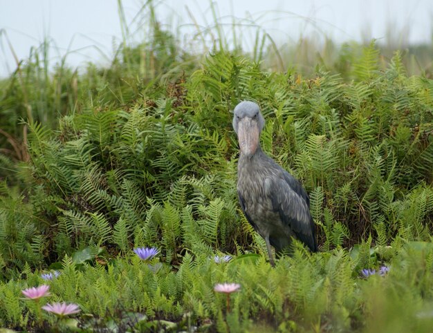 Photo shoebill in green vegetation