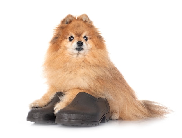 Shoes for garden and spitz  in front of white background