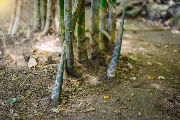 Shoot of Bamboo