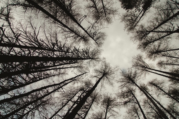 Shoot from below of some trees in a circle in a forest