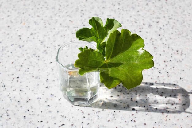 Shoot of plant in glass of water on table