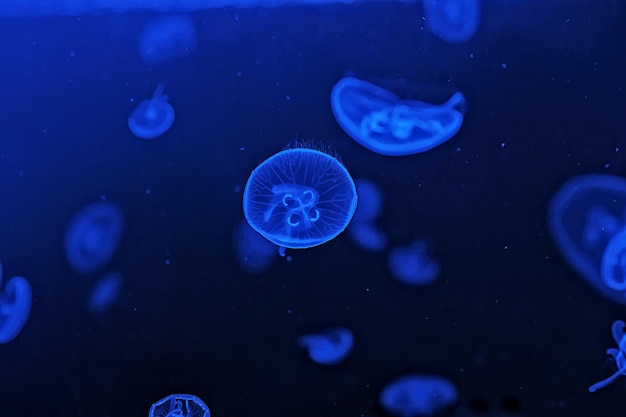 Съемка макро Медузы Аурелия Аурита под водой