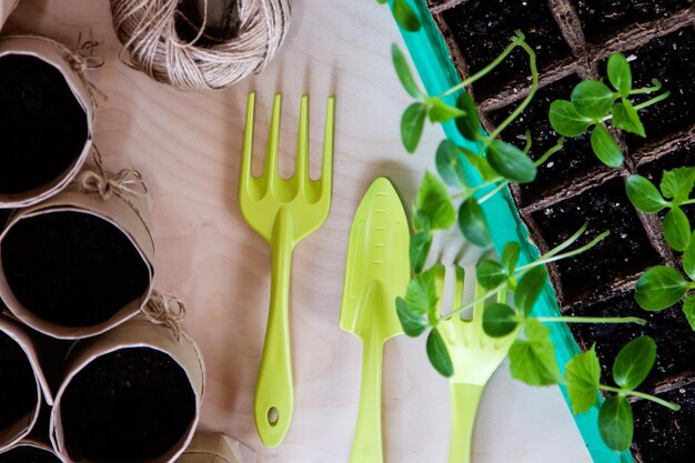 The shoots of cucumbers The germinated seeds Green shoots in small seedling pots Garden tools for planting plants