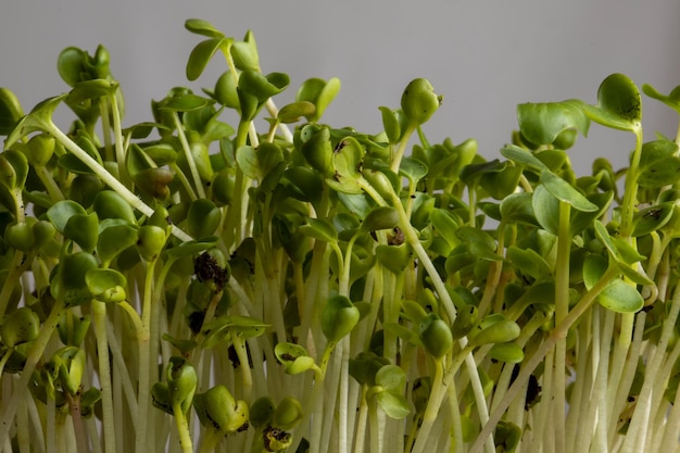 Shoots of green radish on a black background Microgreen