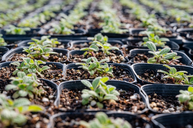 Shoots of herb plants growing in the greenhouse