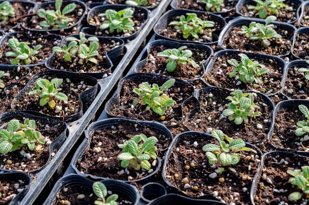 Shoots of herb plants growing in the greenhouse