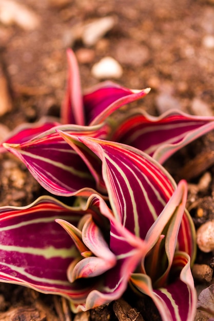 Germogli di tulipani che rompono il terreno primaverile.