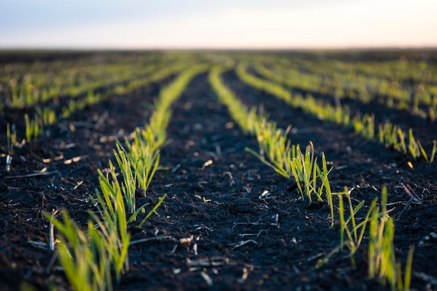 Germogli nel campo di grano, raccolto futuro.