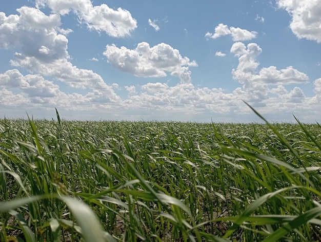 Photo shoots in the wheat field, future harvest.