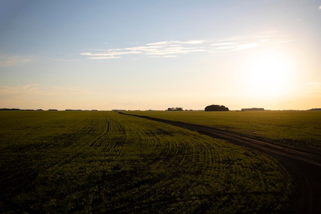 Shoots in the wheat field, future harvest