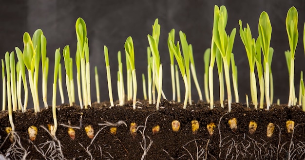 Shoots with young corn roots