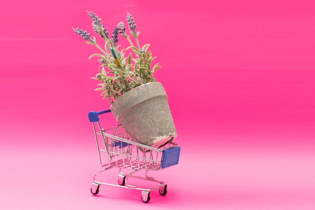 Shopping cart full of violet flowers on pink background. Flower shop concept