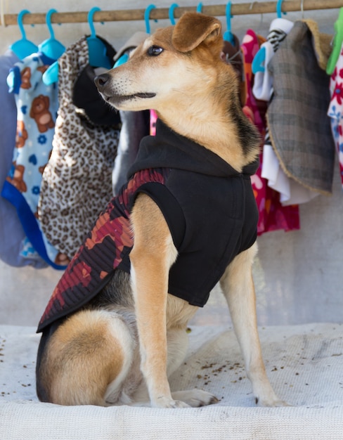 Foto shopping cane che prova vestiti nel negozio di abbigliamento per animali domestici