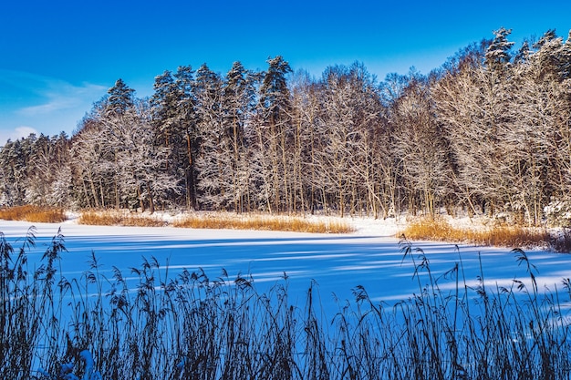 The Shore of a Frozen Lake in Sunlight