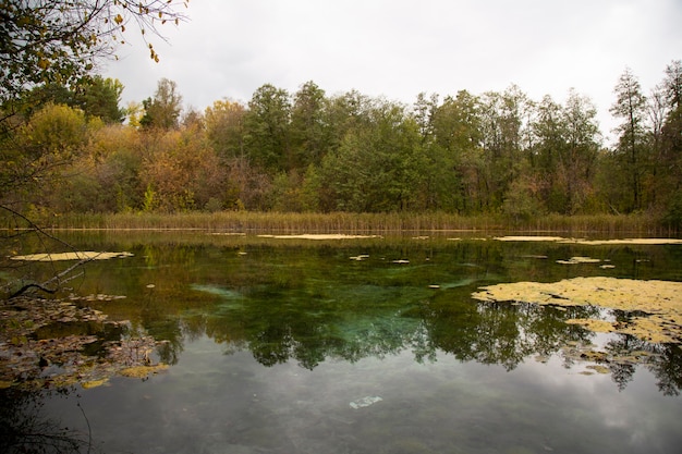 Photo the shore of the lake in the autumn forest. autumn