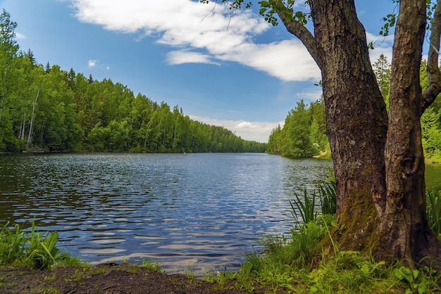 On the shore of the long lake Summer landscape Leningrad region Vsevolozhsk