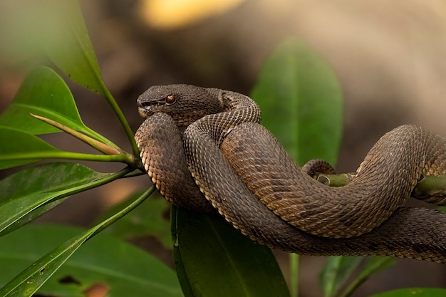 写真 ショアマムシ