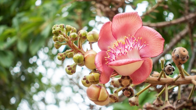 Shorea robusta or Cannonball flower in a garden
