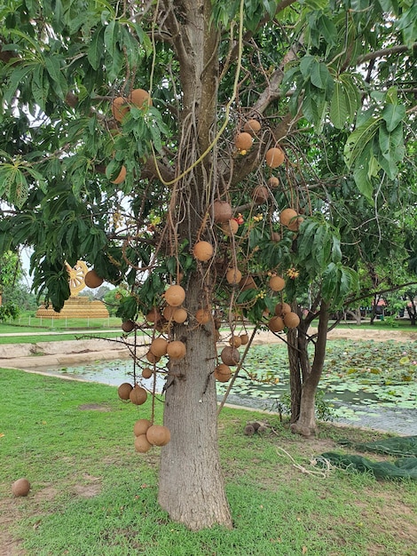 Shorea Robusta flower tree at Sri Bueng Bun Temple Sisaket August 5 2023 Cannonball tree with b