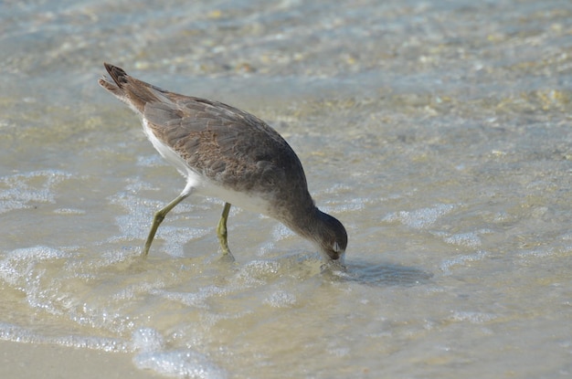 Shorebird vissen in ondiep water bij het strand.