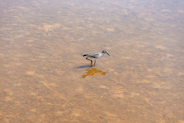 シギチドリ類、浅瀬（Limnodromus scolopaceus）の上を歩く鳥に餌をやるオオハシシギ