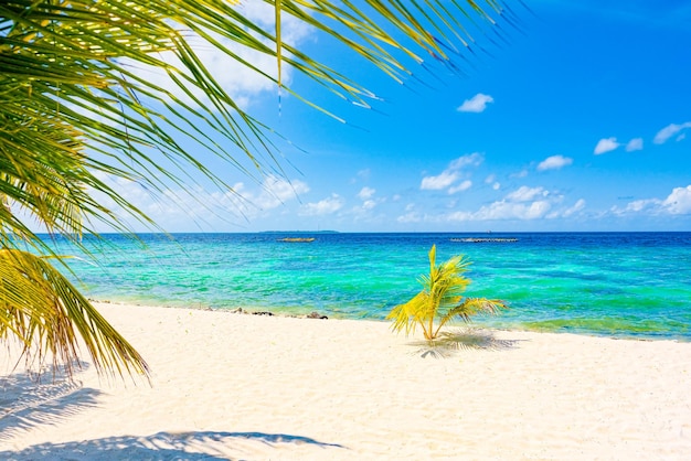 Shoreline of a tropical island in the Maldives and view of the Indian Ocean