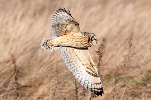 A short eared owl in flight