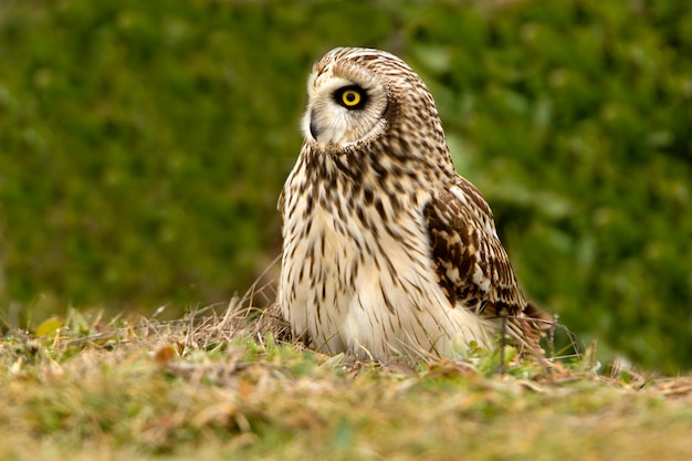 凍りつくような朝の最初の明かりで撮影したミミズク、冷ややかな野原、フクロウ、鳥、Asio flammeus