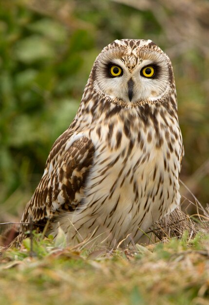 Short-eared owl photographed with the first lights of a freezing morning with the frosty field