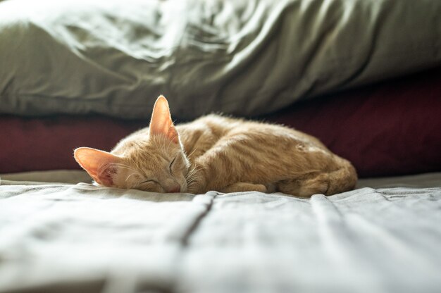 ベッドに横たわっている短い髪のアジアの子猫猫