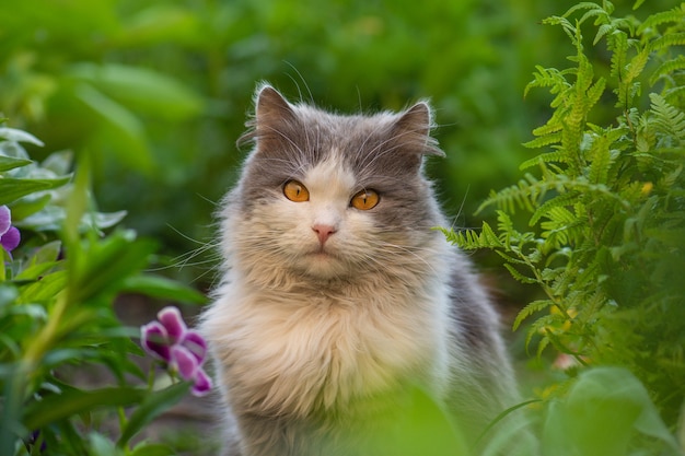 저녁에 여름 정원에서 짧은 머리 고양이 사진