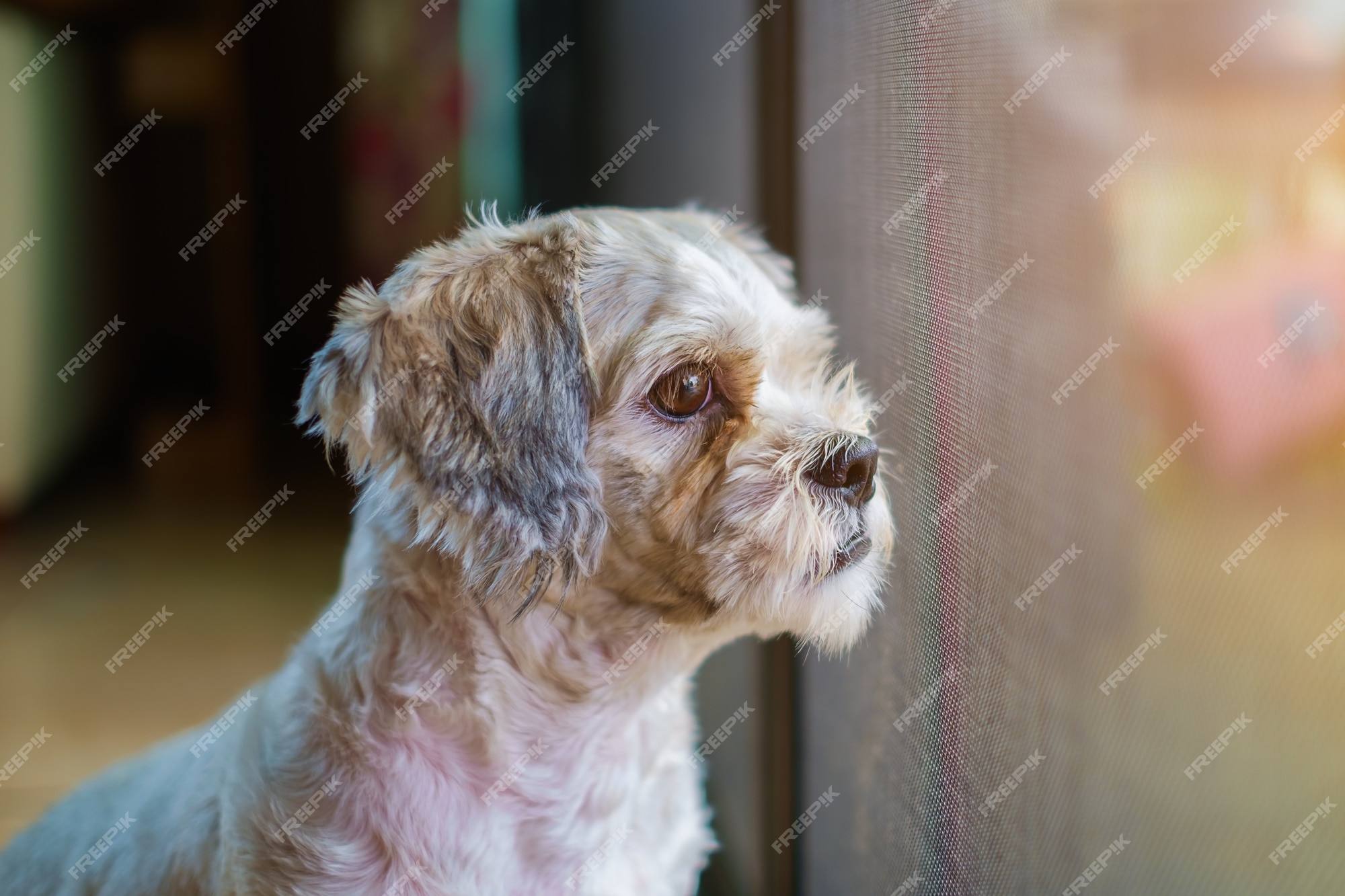 Premium Photo | Short hair white shih-tzu dog looking for something at the  door