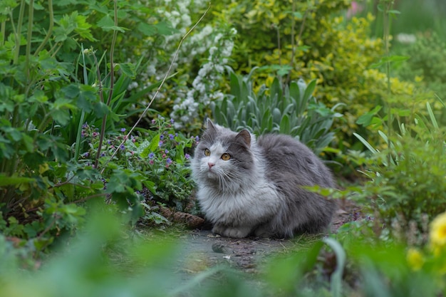 Gatto a pelo corto nel giardino estivo animali domestici all'aperto stile di vita gatto sdraiato in giardino