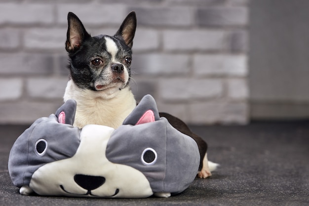 Short-haired Chihuahua dog posing indoors in a big toy on a white brick background