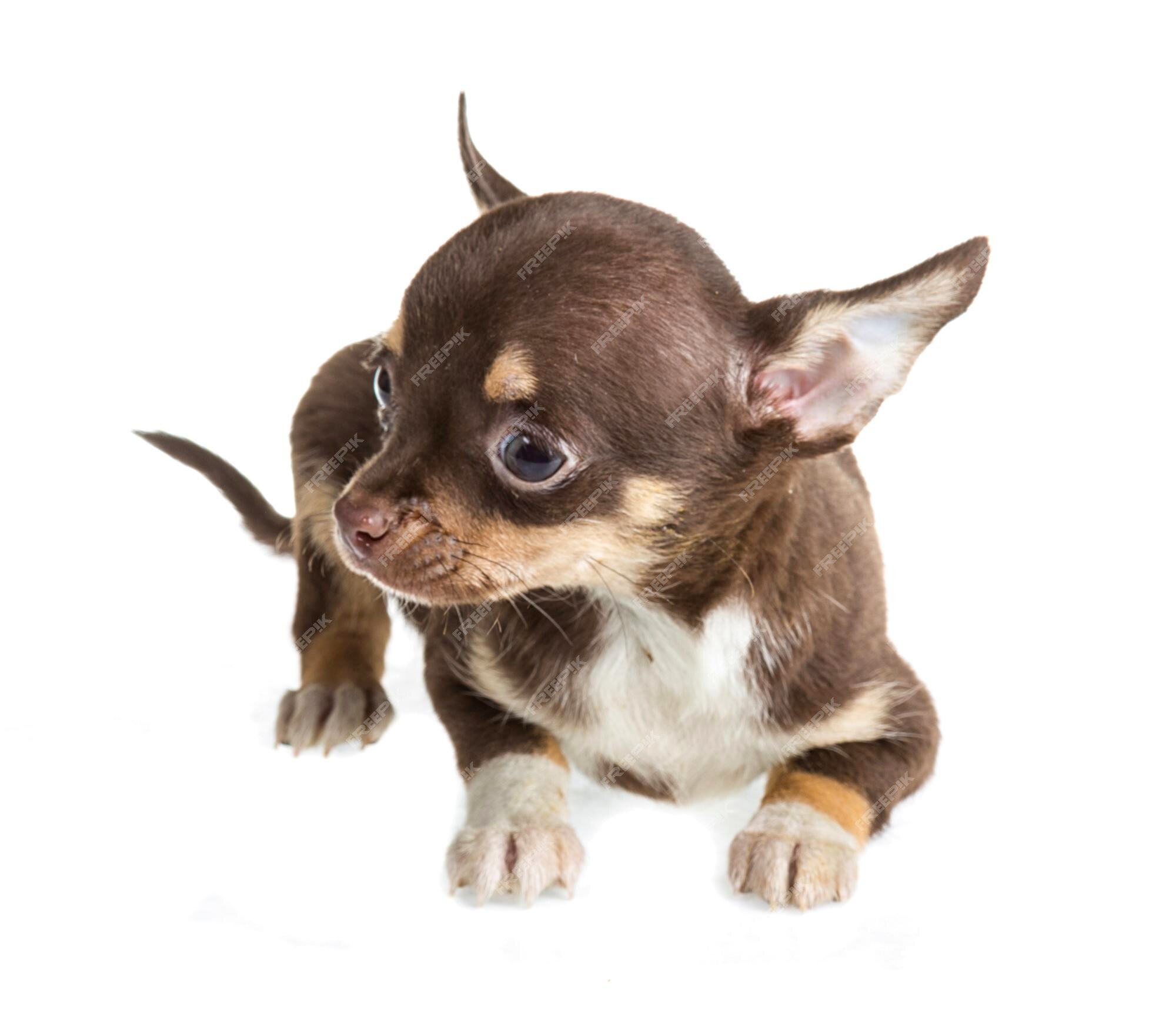 Shorthair chihuahuas hi-res stock photography and images - Alamy