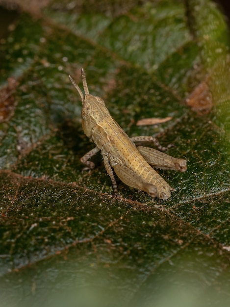 Короткорогая нимфа-кузнечик из семейства Acrididae