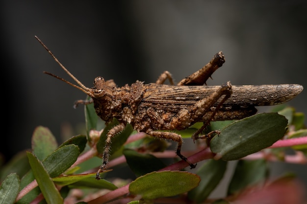 Короткорогий кузнечик семейства ommexechidae