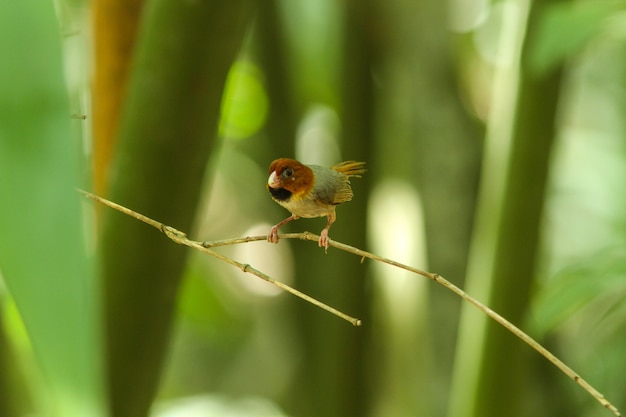 Short-tailed parrotbill