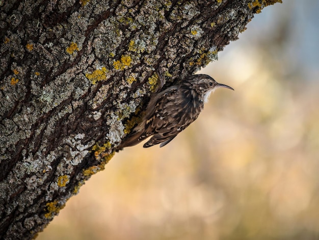 Короткопалый древолаз (Certhia brachydactyla). Птица.