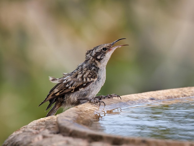 タンシキバシリ（Certhiabrachydactyla）。