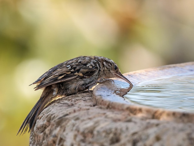 Short-toed treecreeper (Certhia brachydactyla).