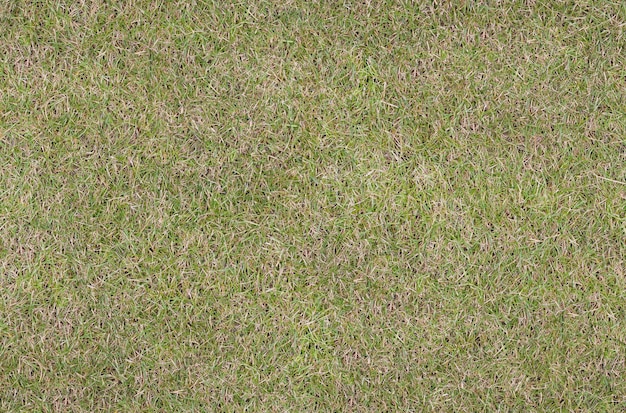 Shortcropped grass Graygreen shade Seamless texture