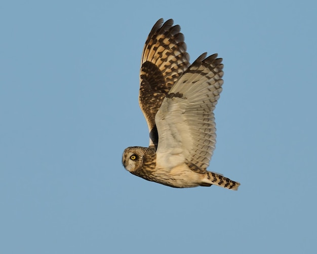 Shorteared owl Asio flammeus