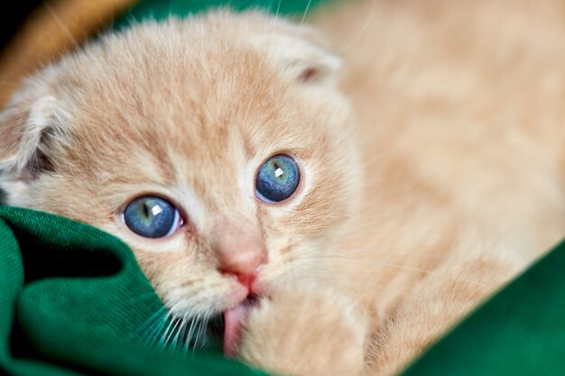 Gattino di shorthair che dorme in un canestro a casa