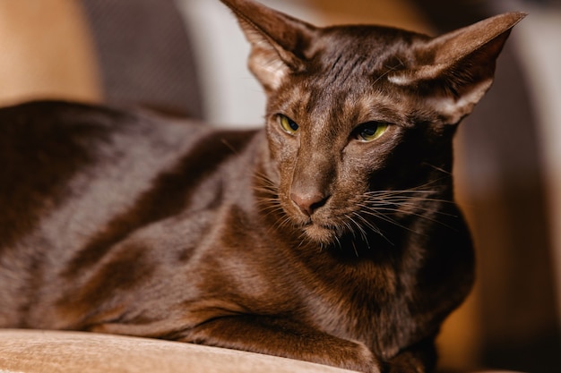 Shorthair Oriental Havana Cat with chocolate coat color.